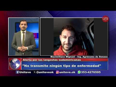 Alerta por las langostas sudamericanas