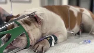 Why did Reba’s Law die, and how was it revived?