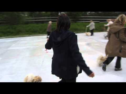 Med Leon i ringen. NMHK Nord Norge sin utstilling.