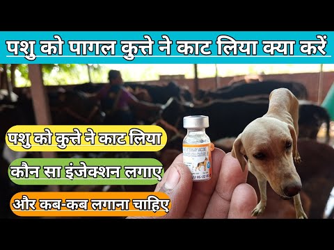 Raksharab 1 ML Vaccine, For Veterinary