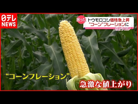 ヨーロッパトウモロコシ穿孔虫の毛虫 (Ostrinia nubilalis)