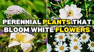 Download lagu 12 Popular Perennial Plants That Bloom White Flowers | Plant These Now! mp3 Download lagu 12 Popular Perennial Plants That Bloom White Flowers | Plant These Now! mp3