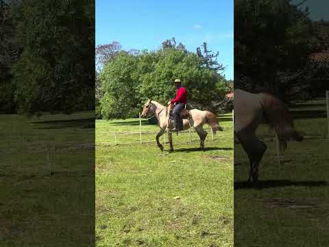 Lote 3E Yegua de andar