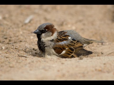 YouTube video about: Why do birds play in the dirt?