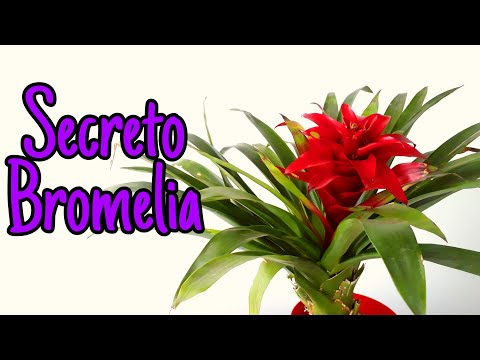 , title : 'Secreto Para Que Florezca La Bromelia'