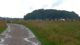 preview picture of video 'Dyrehaven Copenhagen Deer running'