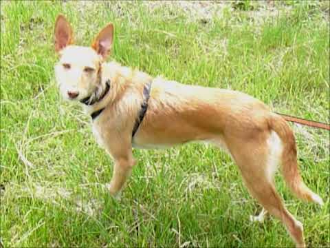 Ein Podenco Andaluz startet in ein besseres Leben