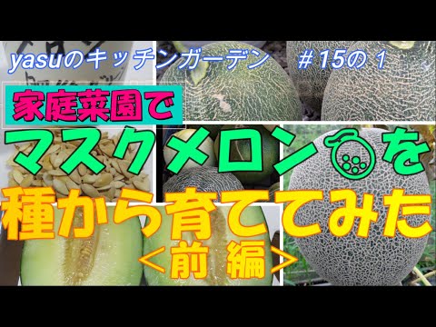庭でメロンが熟しているかどうかを見分ける方法