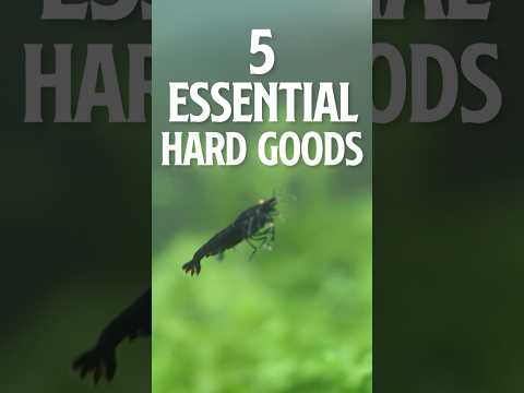5 Essential Hard Goods for Shrimp Keeping PT 1