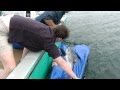 Great White Shark: Back to the Wild