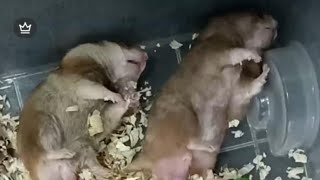 Syrian Hamster (Golden Hamster)