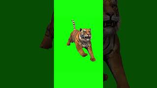 Download lagu Green Screen Tiger front Running and Attacking. #tiger #greenscreen mp3