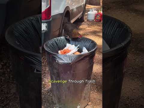 🐔Kauai's Chickens Are Taking Over the Island!#Kauai #Hawaii#WildChickens#didyouknow#funny