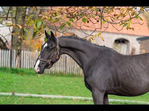 Cyrano du Jaco Z CONNOR x NONSTOP - Video 2 video thumbnail