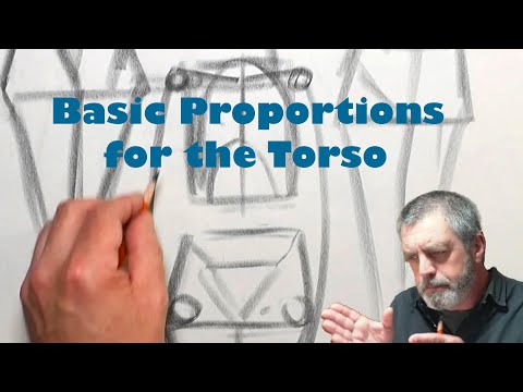 Basic proportions for the Torso in Figure Drawing