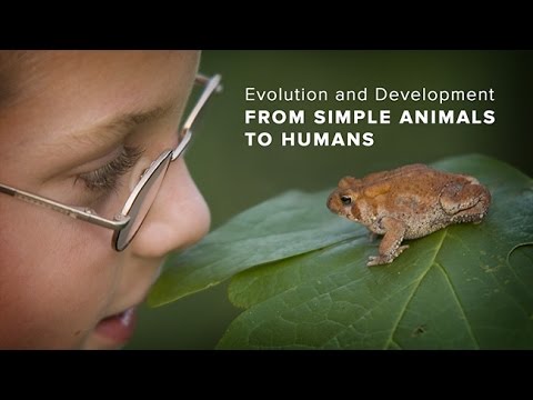 Evolution and Development from Simple Animals to Humans via Ancestral Gene Networks