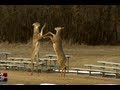 Deer Fight
