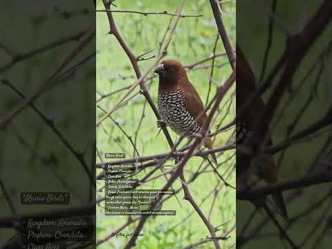 munia in garden #flowers #birds #munia