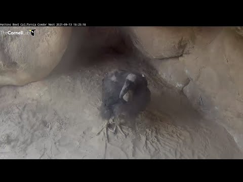 California Condor Chick Stops By Nesting Cave For Short Visit – Sept. 13, 2021