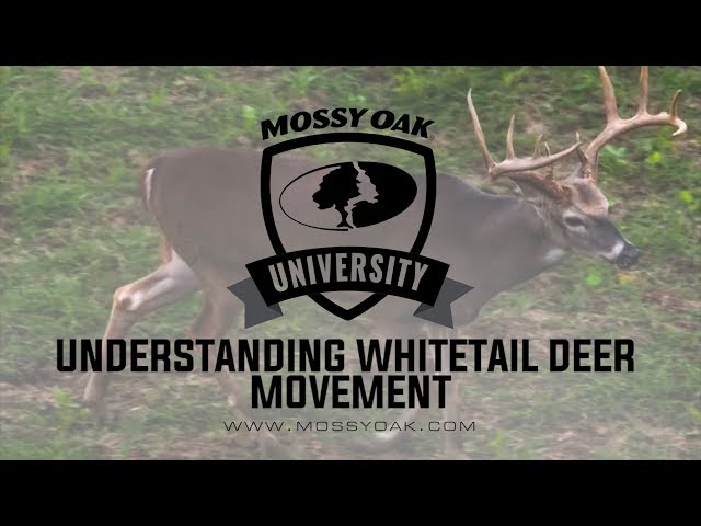 Do Bucks Move More in the Morning Or Evening? – Research-based Insights