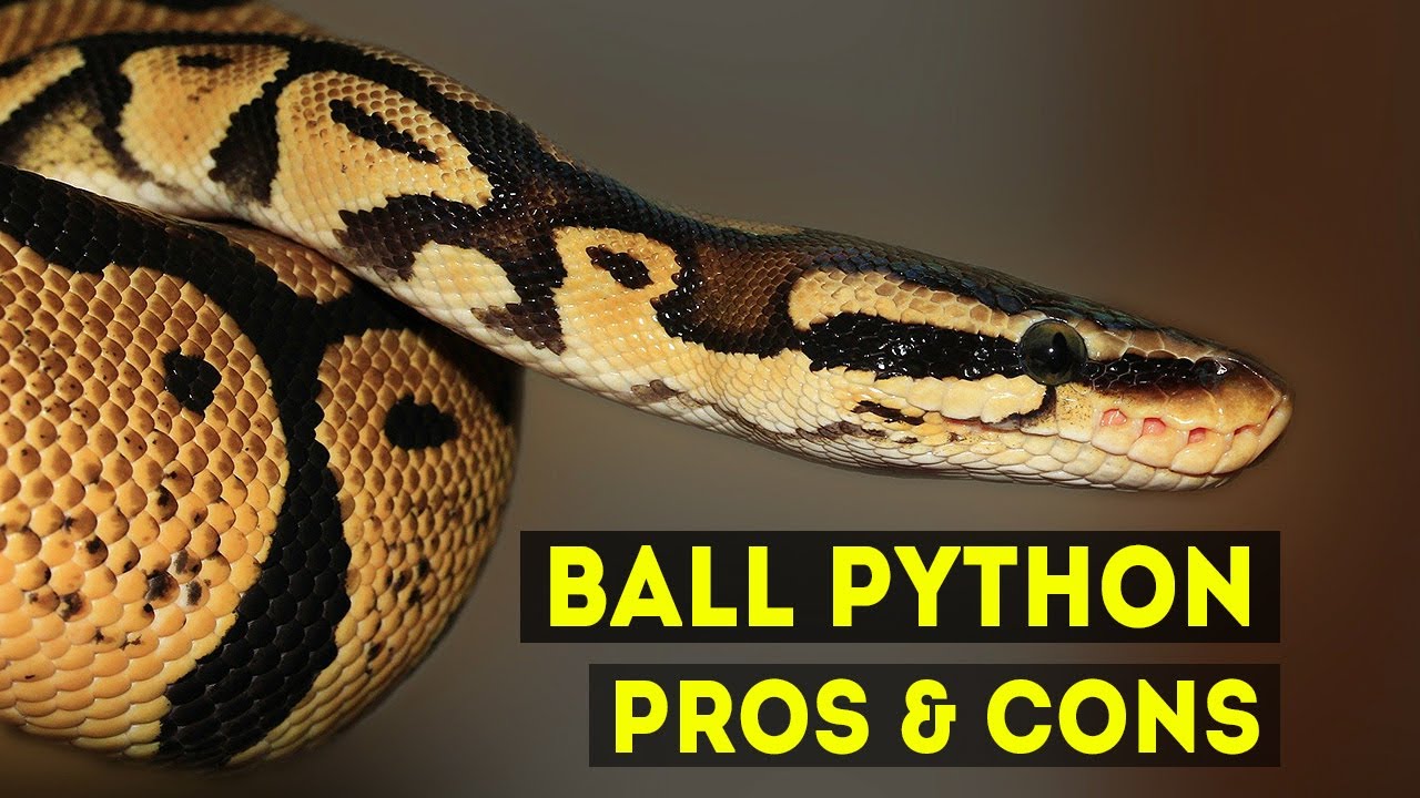 Ball Python Pros & Cons as Pet Snakes!