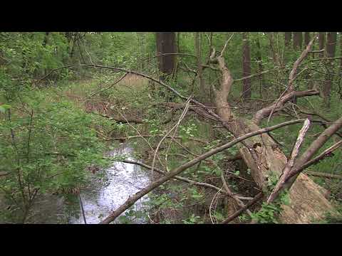 Kennen Sie die Wuppen?