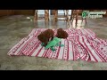 Toy Poodle dogs for sale: Milo HOUSE RAISED - Video 1