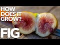 FIG | How Does it Grow?