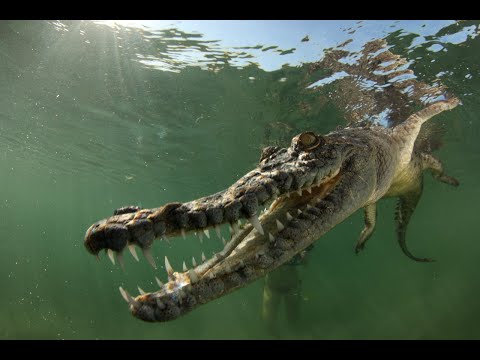 Swimming with Salt Water Crocodiles