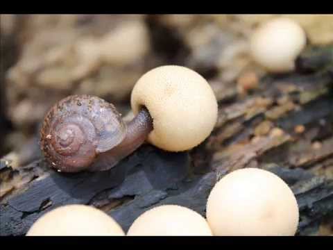 Pierre-Alain Dahan - Slowrama