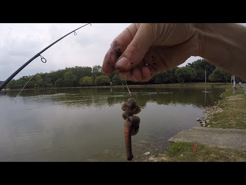 Catching Catfish With Worms (Nightcrawlers)