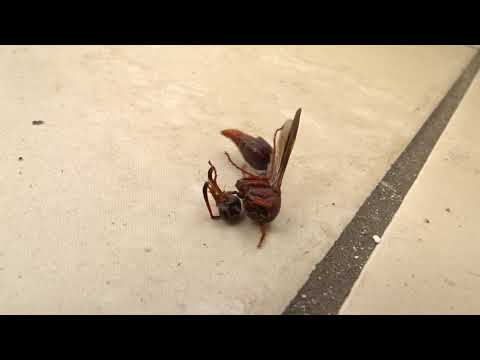 Vespa tentando reconectar a cabeça no corpo. Miserável!