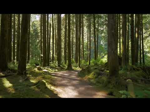 Chasing the Storm: Inside a Supercell Thunderstorm | 8K HDR