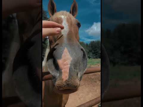 Hanging with horses 😍