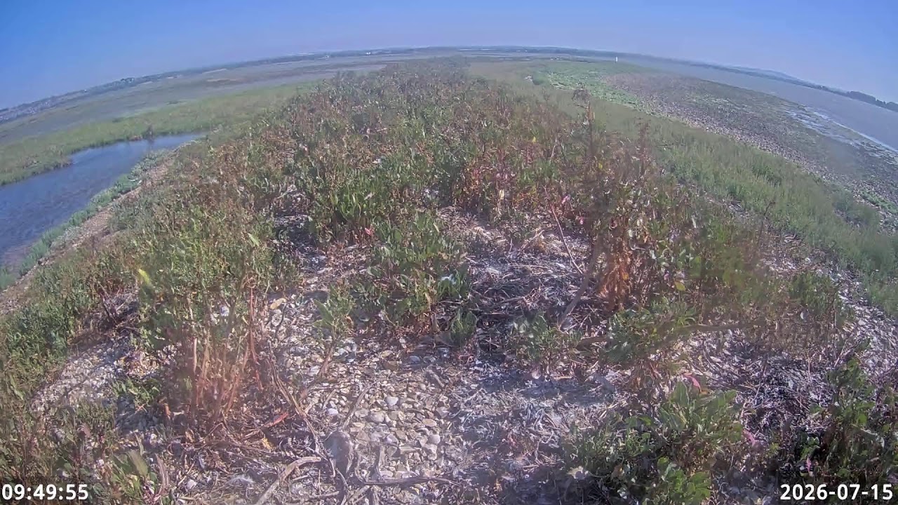 Live webcam view of Langstone Harbour Seabird Colony