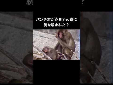 パンチ君が赤ちゃん猿に腕を噛まれた？