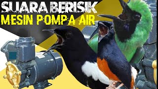 Download lagu TERAPI BURUNG MACET ,, Suara Mesin POMPA AIR 'sanyo' membuat emosi burung supaya cepat gacor mp3
