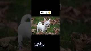 Worst Ways Animals Have Died - Part 6 | Rapid History