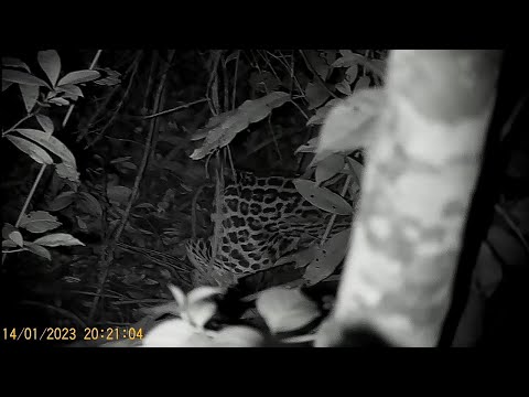 Onça ataca preza a poucos metros de mim (imagens surpreendente)