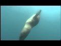 Dolphins The Wild Side