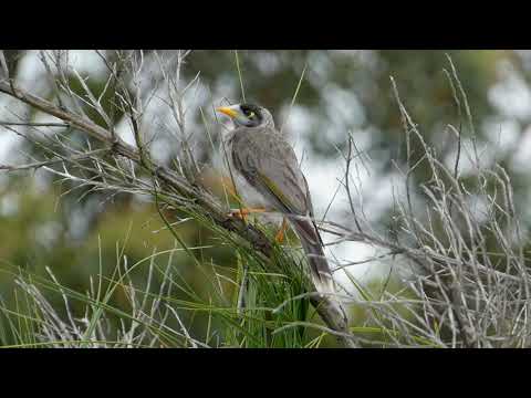 Medárik krikľavý (Manorina melanocephala) — spev a hlas v prírode