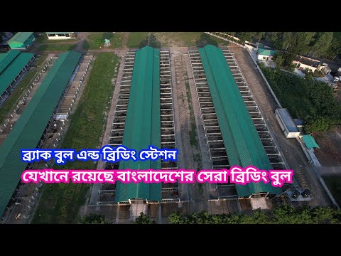 ব্র্যাক বুল স্টেশন ভিডিও | BRAC Bull Station Video | ব্র্যাক কৃত্রিম প্রজনন এন্টারপ্রাইজ