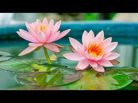 Mantra Pushpam (The flower of Vedic Chants) - With Lyrics - Yo Pam Pushpam Veda - Morning Chants