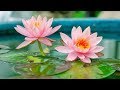 Mantra Pushpam The Flower Of Vedic Chants With Lyrics Yo Pam Pushpam Veda Morning Chants