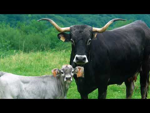 Fotograma del vídeo: Razas Autoctonas #100x100nuestro