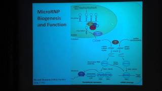 Joan Steitz: Noncoding RNAs: With a Viral Twist