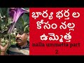 భార్య భర్త ల కోసం నల్ల ఉమ్మెత్త || nalla ummetta plant uses in telugu part 2 || భార్య భర్త ల కోసం నల్ల ఉమ్మెత్త || nalla ummetta plant uses in telugu part 2 ||