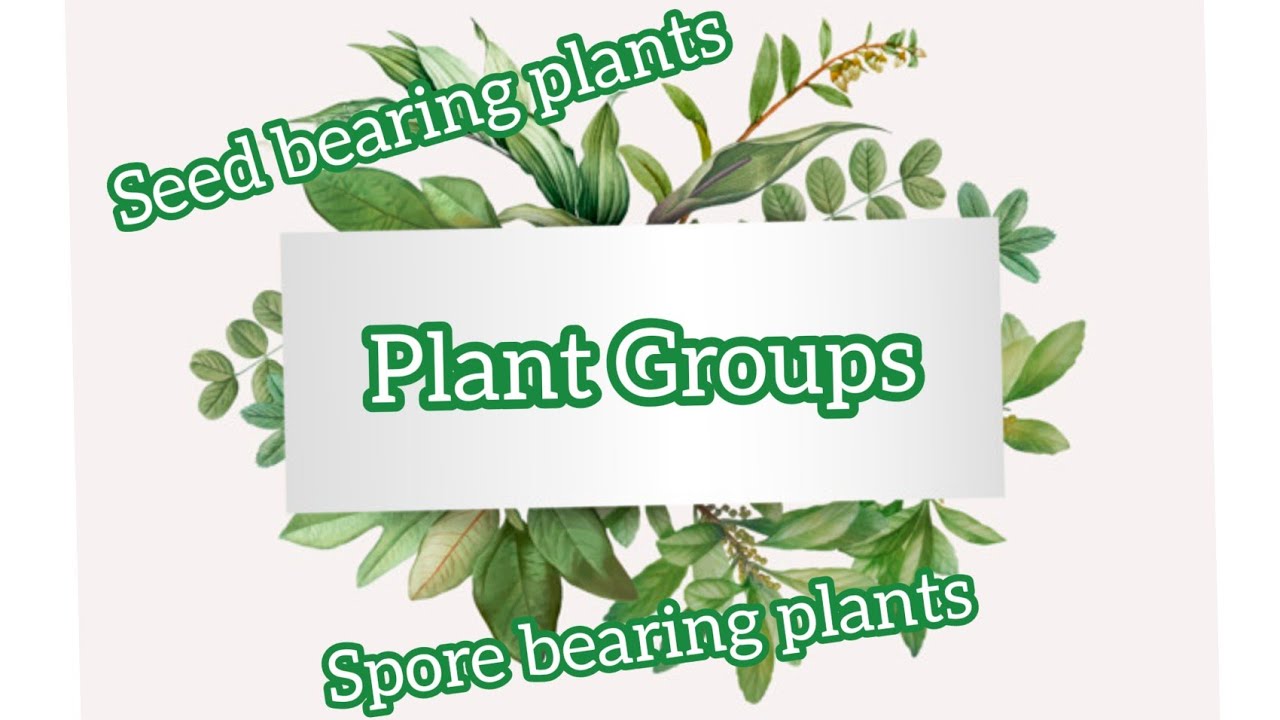 What are examples of seed bearing plants? Tipseri