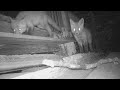 Fox Sister Curious About The Camera