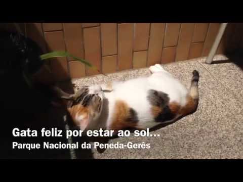 A cat's reaction to a good sunbath